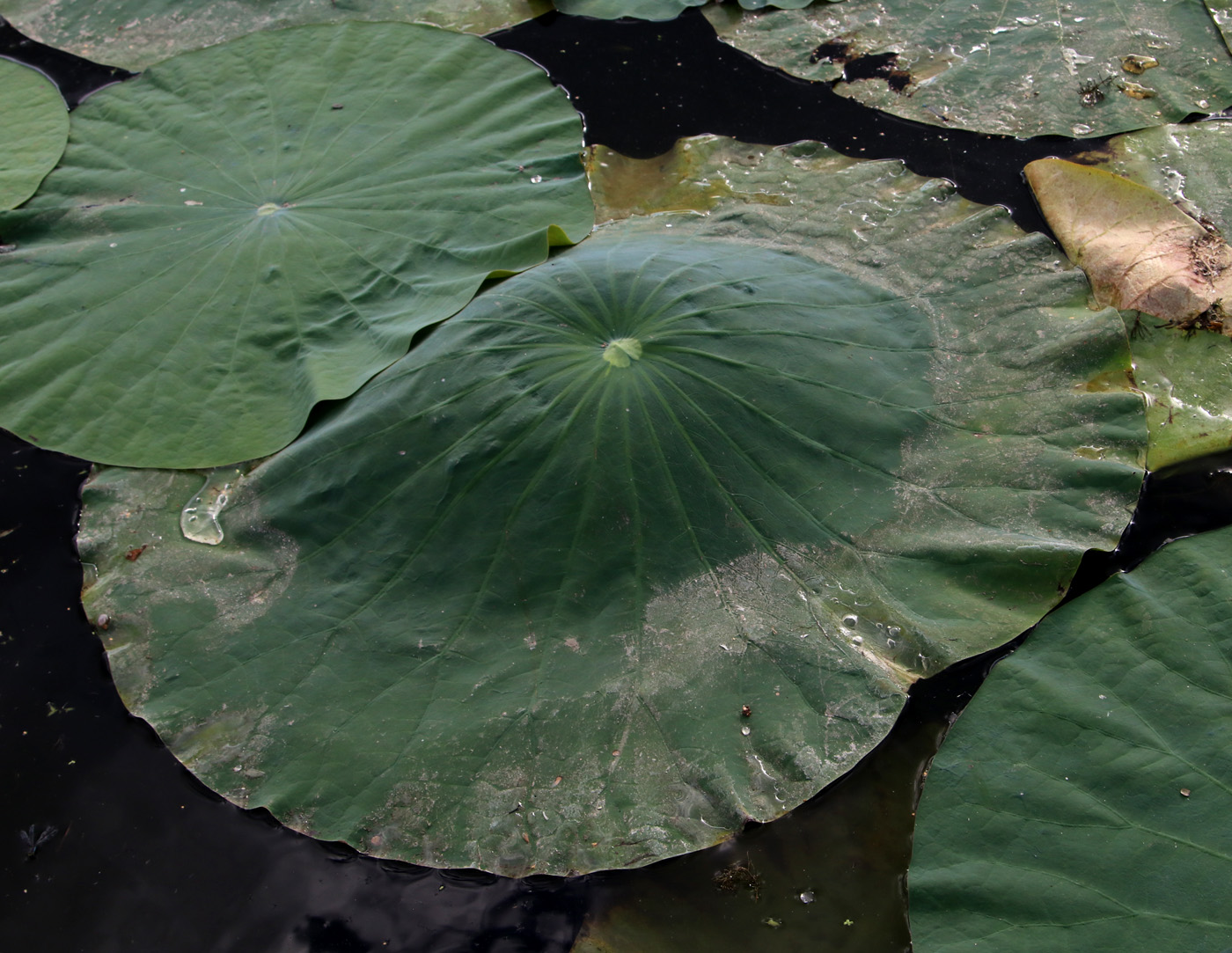 Image of Nelumbo komarovii specimen.