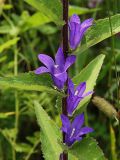 Campanula cephalotes. Средняя часть побега с цветками. Приморский край, Лазовский р-н, Лазовский заповедник, луг возле кордона Америка. 17.08.2009.