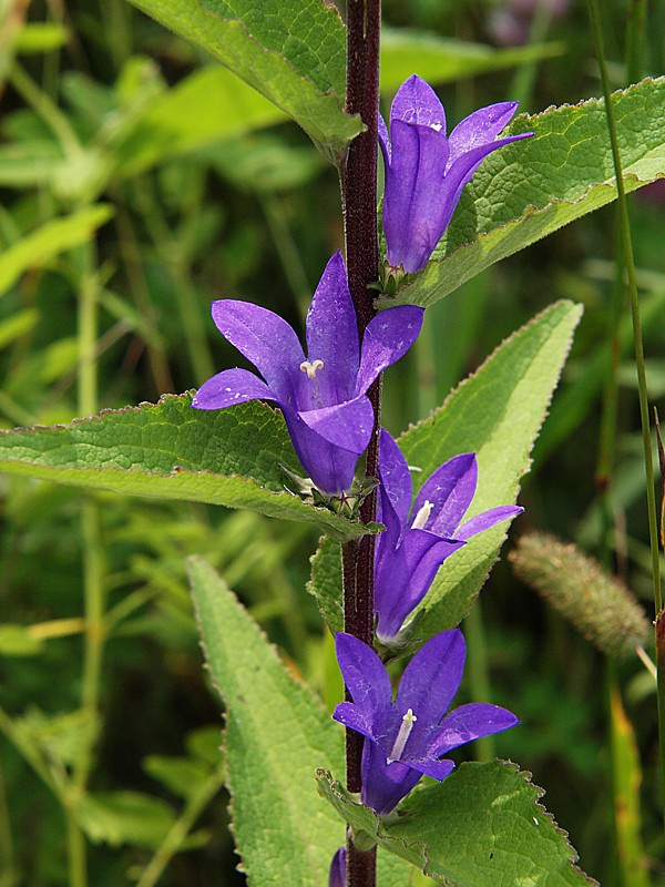 Изображение особи Campanula cephalotes.