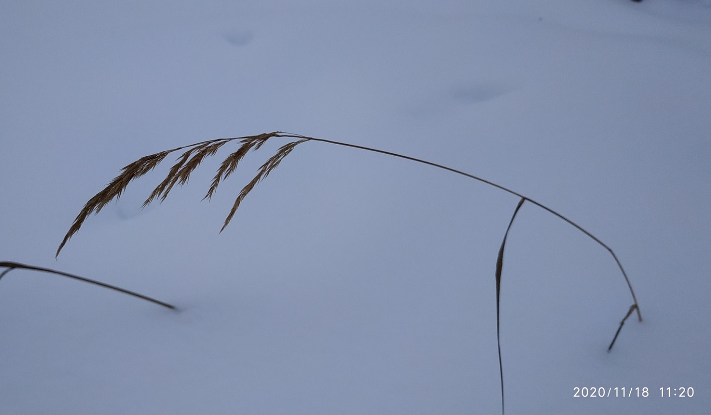 Image of Calamagrostis purpurea specimen.