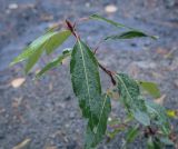 Populus longifolia. Верхушка побега с генеративной почкой в каплях дождя. Пермский край, г. Пермь, Кировский р-н, бывший полигон промышленных и бытовых отходов. 15.09.2021.