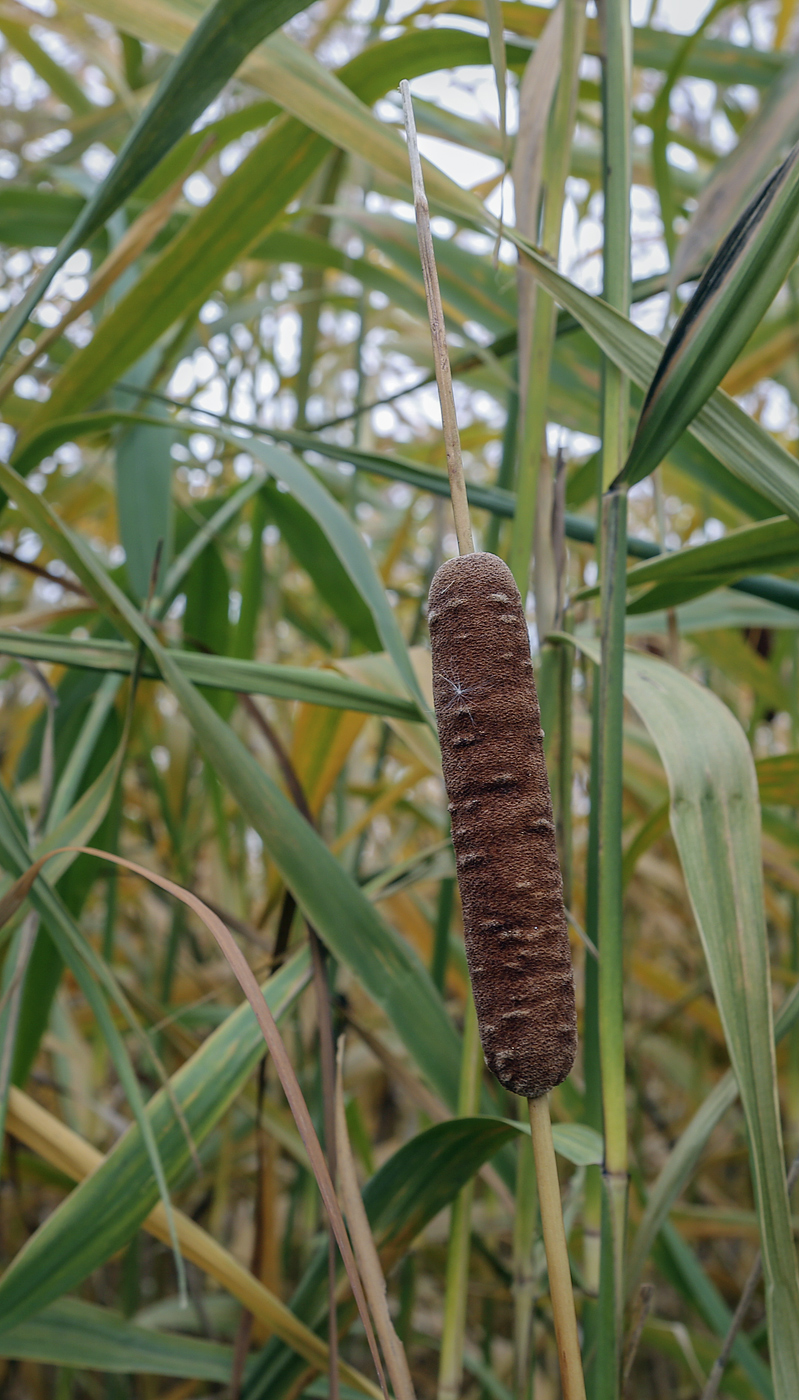 Image of Typha angustifolia specimen.