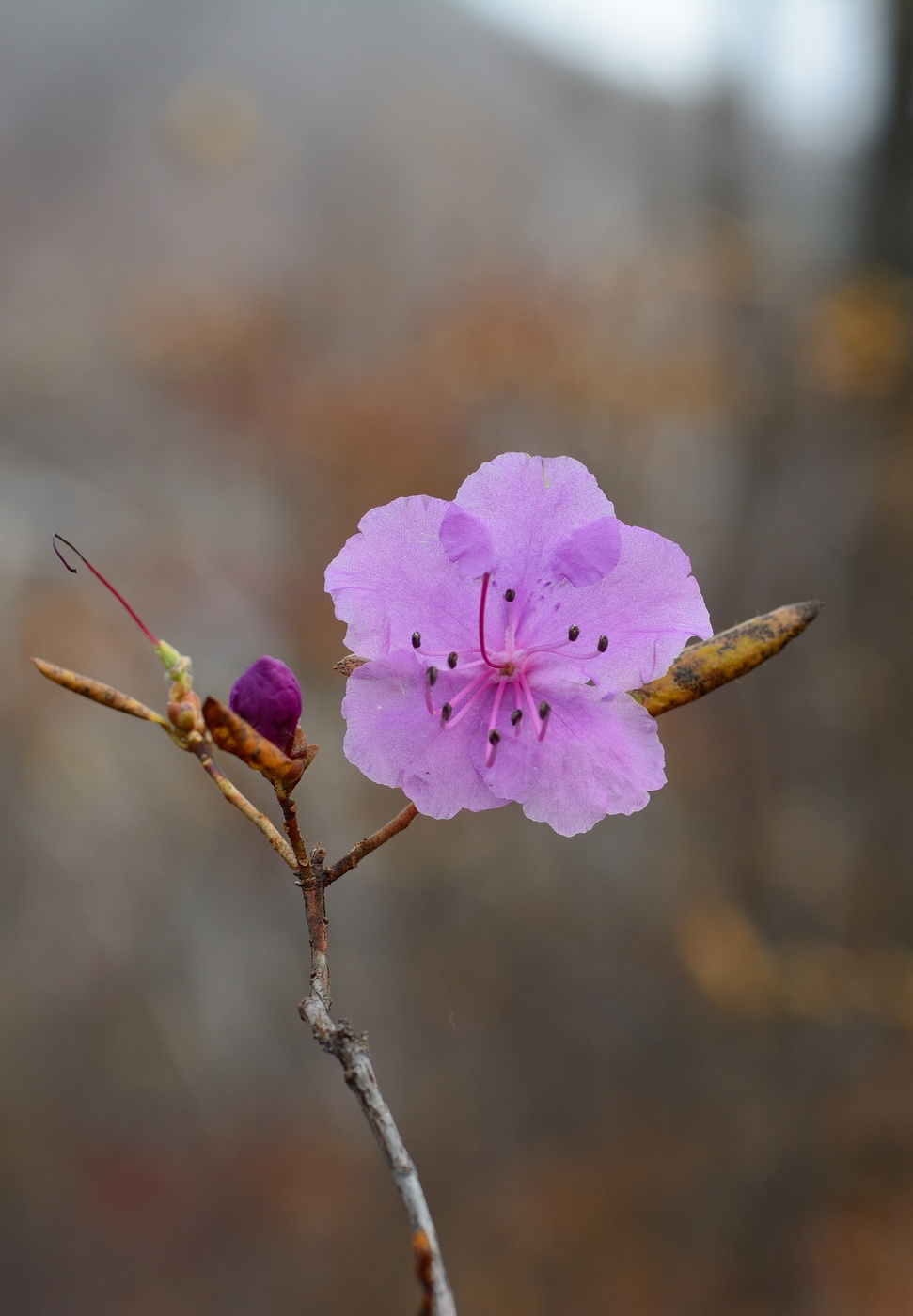 Image of Rhododendron mucronulatum specimen.