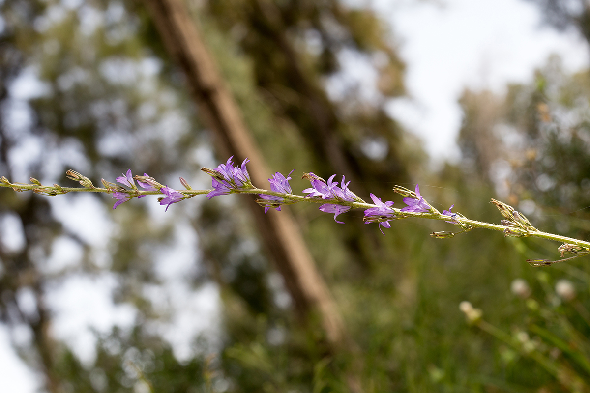 Изображение особи Campanula rapunculus.