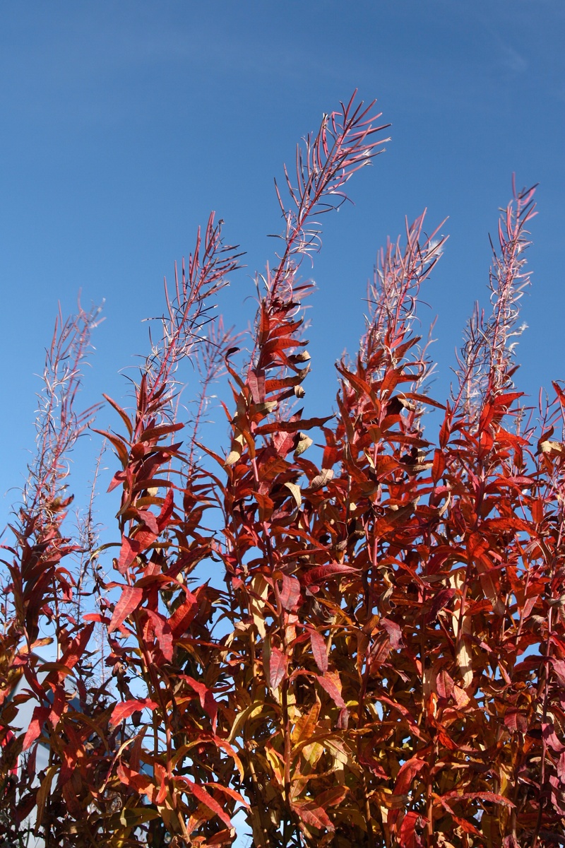 Image of Chamaenerion angustifolium specimen.