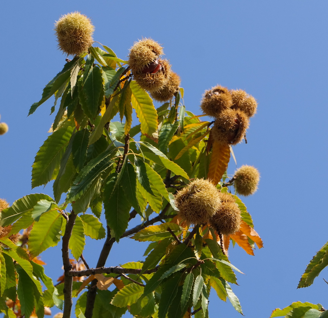 Image of genus Castanea specimen.