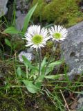 Erigeron komarovii. Цветущее растение. Полярный Урал, верховье р. Большая Уса. 02.08.2010.