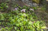 Bergenia crassifolia