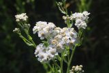 Achillea cartilaginea