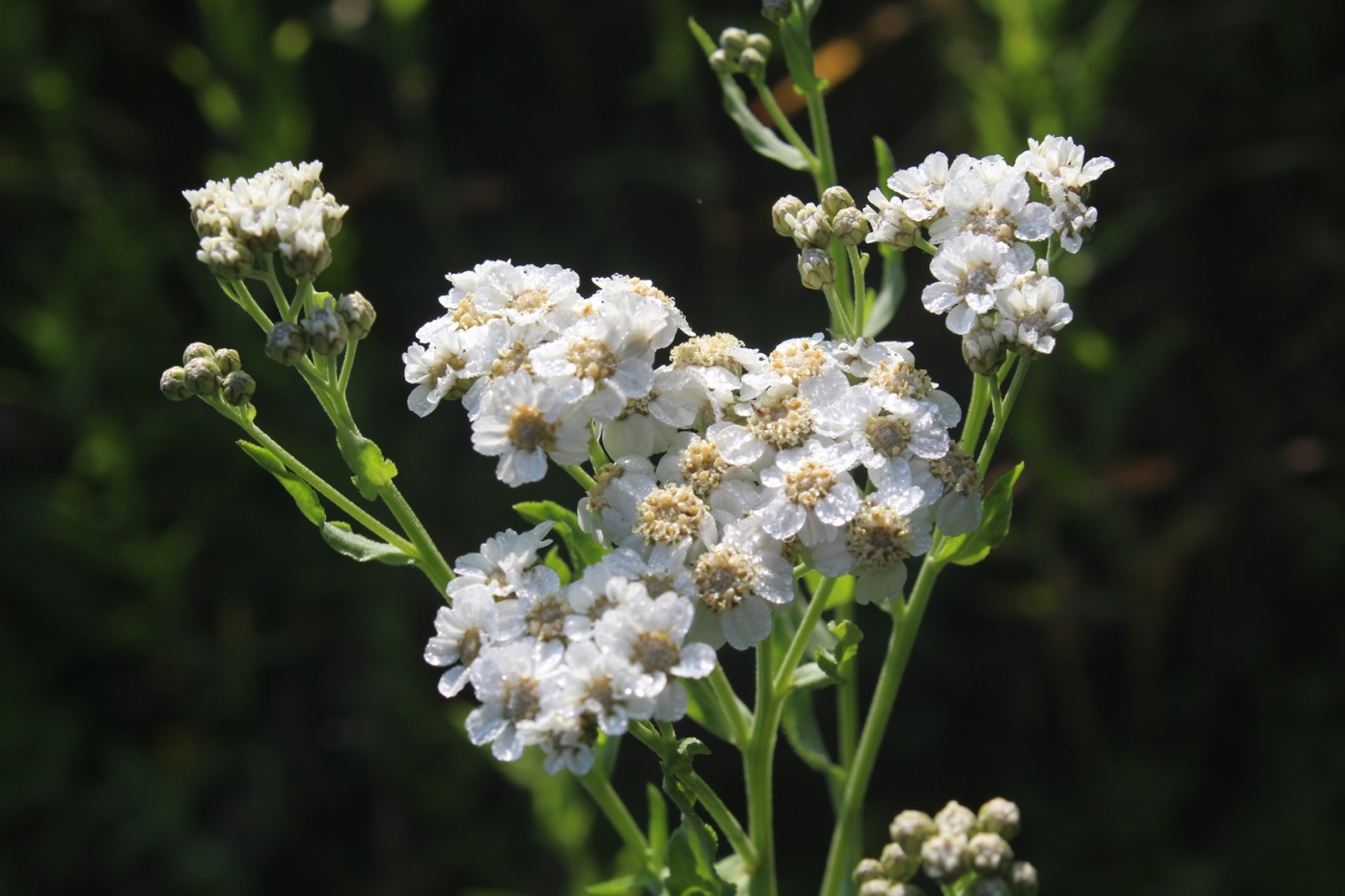 Изображение особи Achillea cartilaginea.