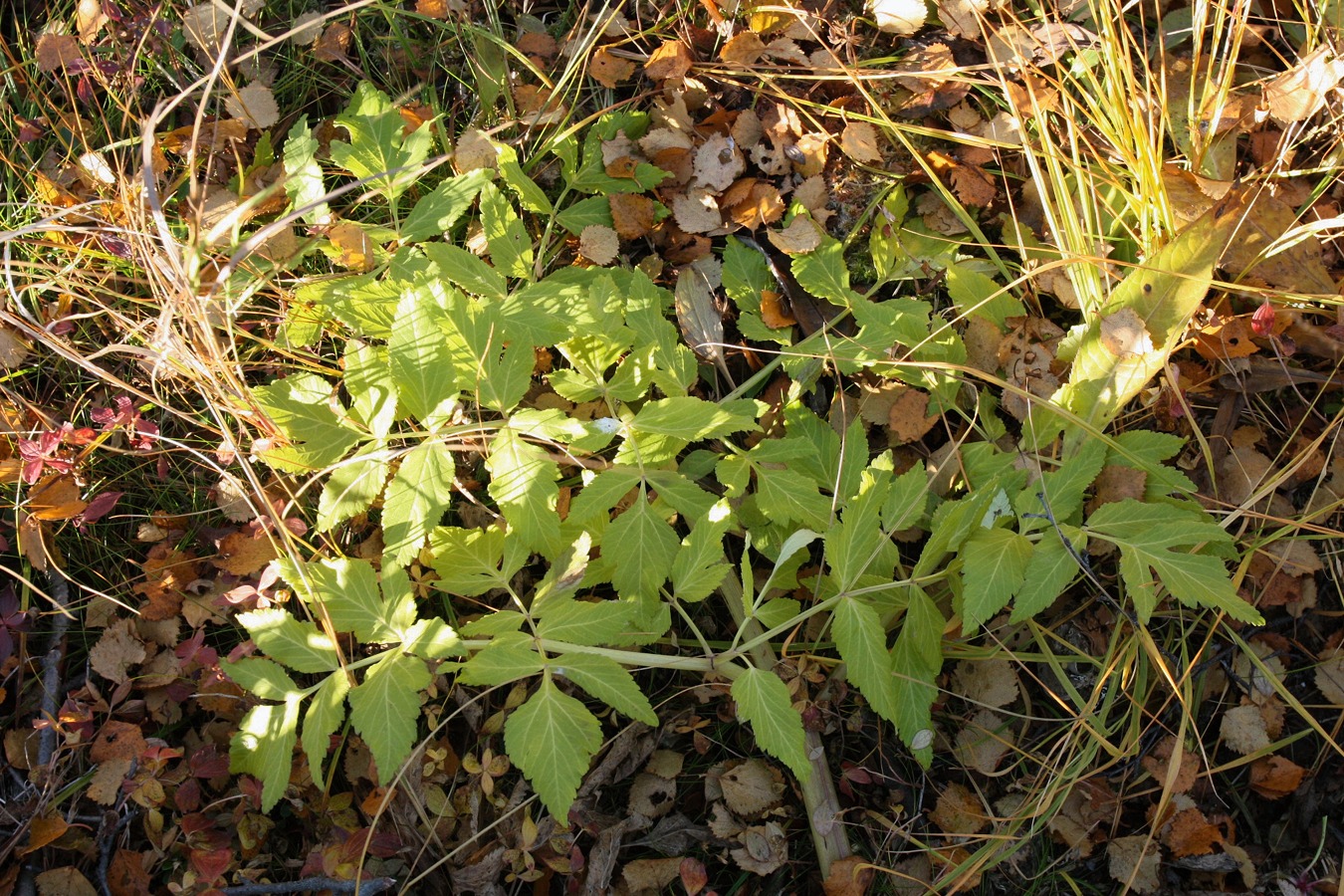 Image of Archangelica officinalis specimen.