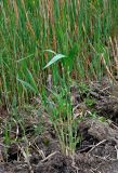 Phragmites australis. Вегетирующее растение. Астраханская обл., Лиманский р-н, ильмень Кюте, у воды. 24.04.2021.