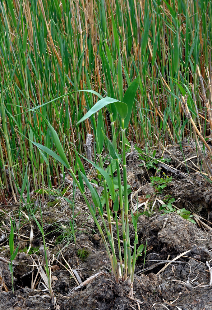 Изображение особи Phragmites australis.