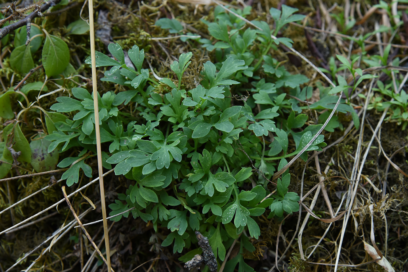 Image of Papaver croceum specimen.