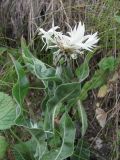 Centaurea cheiranthifolia