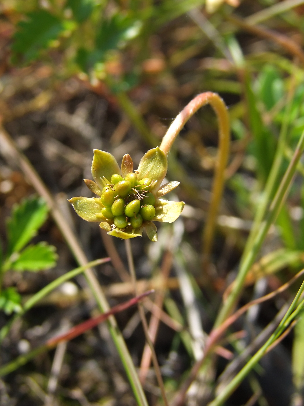 Image of Potentilla anserina ssp. groenlandica specimen.