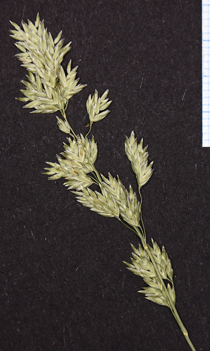 Image of Poa angustifolia specimen.