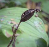 Cypripedium calceolus