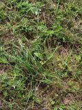 Allium ramosum. Цветущее растение на полевой дороге. Приморский край, Лазовский р-н, Лазовский заповедник, кордон Карпадь. 19.08.2009.