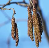 Alnus glutinosa