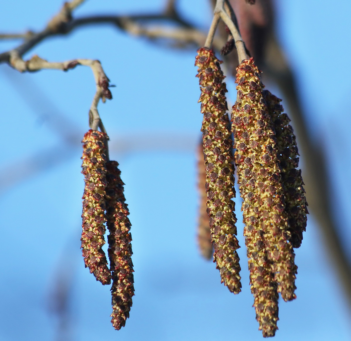 Изображение особи Alnus glutinosa.