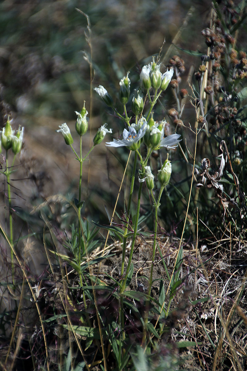 Image of Cerastium maximum specimen.