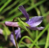 Viola prionantha. Цветок. Приморский край, г. Находка, на откосе у дороги. 02.05.2022.