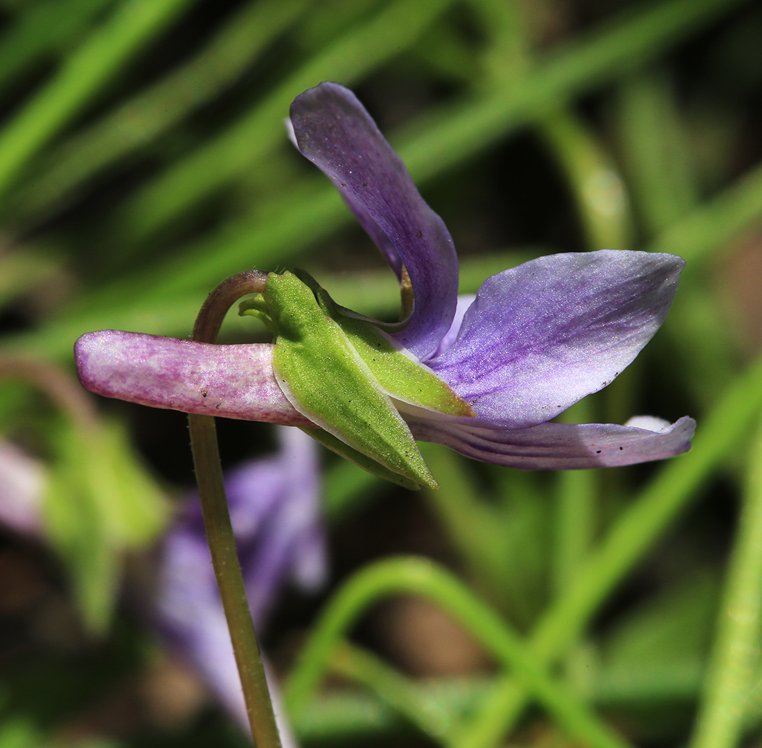 Изображение особи Viola prionantha.