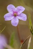 Erodium cicutarium. Цветок. Калмыкия, Целинный р-н, окр. пос. Хар-Булук, памятник природы \"Одинокий тополь\", степь. 18.04.2022.