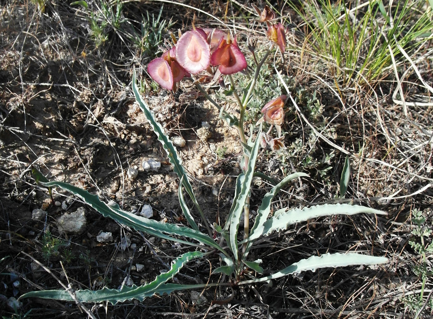 Изображение особи Rindera tetraspis.