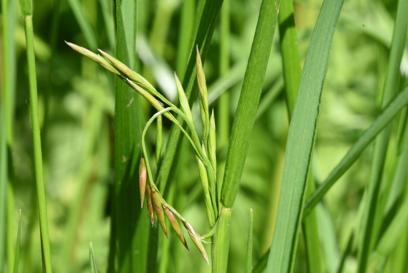 Изображение особи семейство Poaceae.