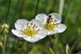 Fragaria orientalis