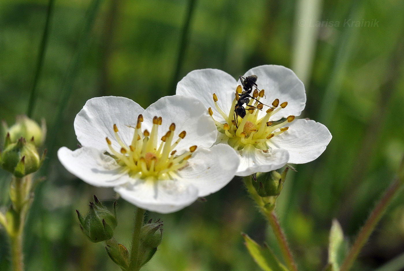 Image of Fragaria orientalis specimen.