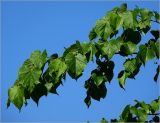 Tilia cordata