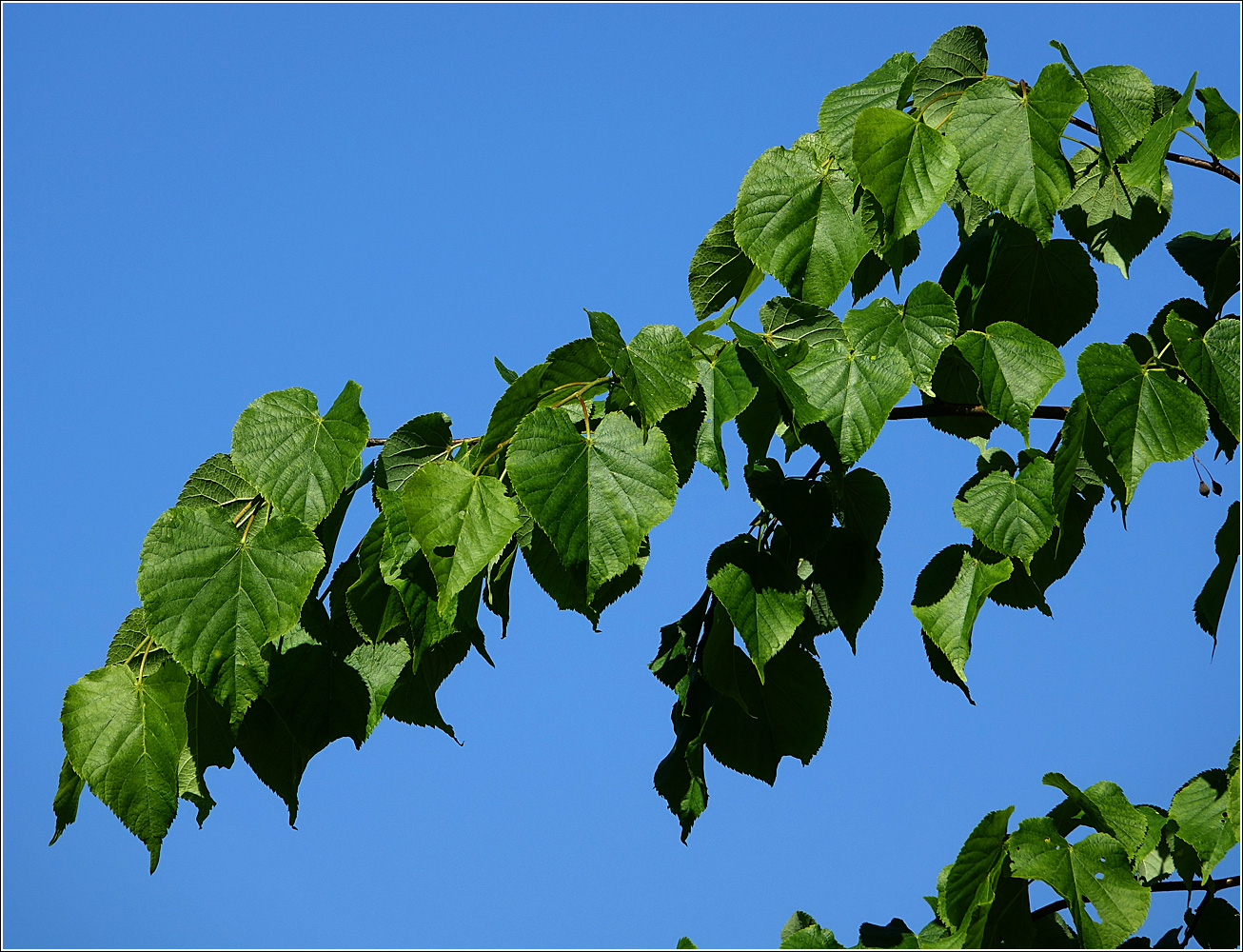 Изображение особи Tilia cordata.