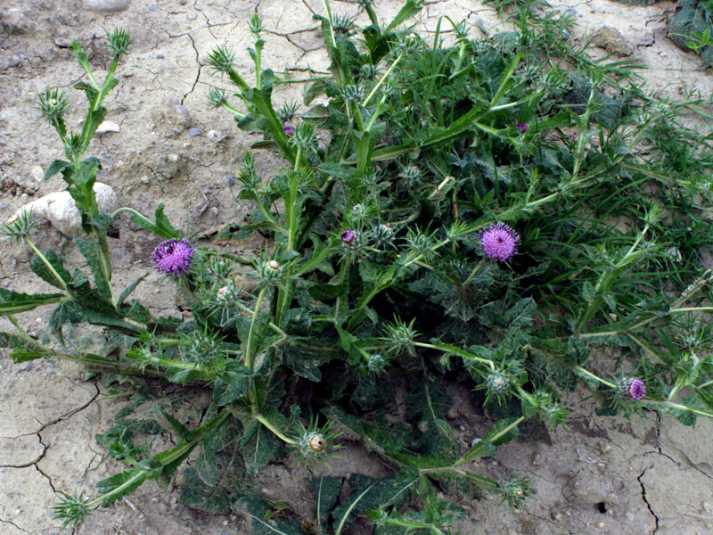 Image of Cousinia microcarpa specimen.