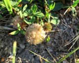 Trifolium fragiferum