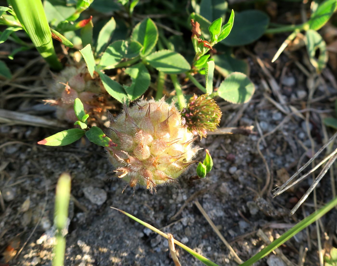 Image of Trifolium fragiferum specimen.