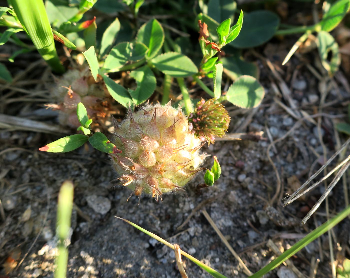 Изображение особи Trifolium fragiferum.