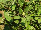 Quercus infectoria ssp. veneris