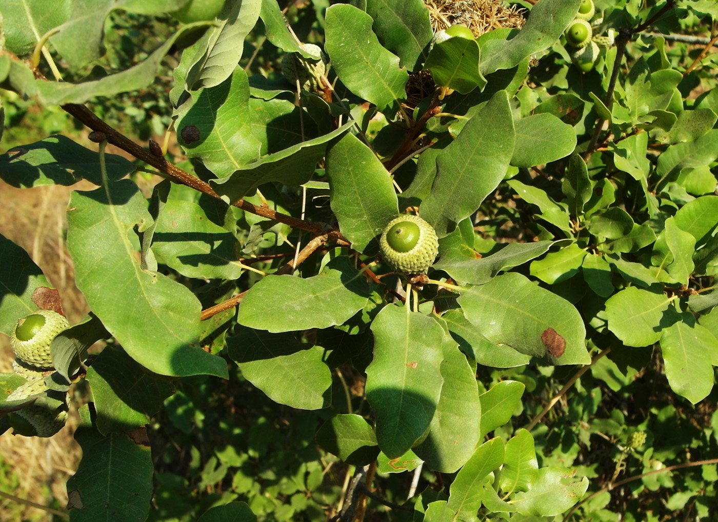 Изображение особи Quercus infectoria ssp. veneris.