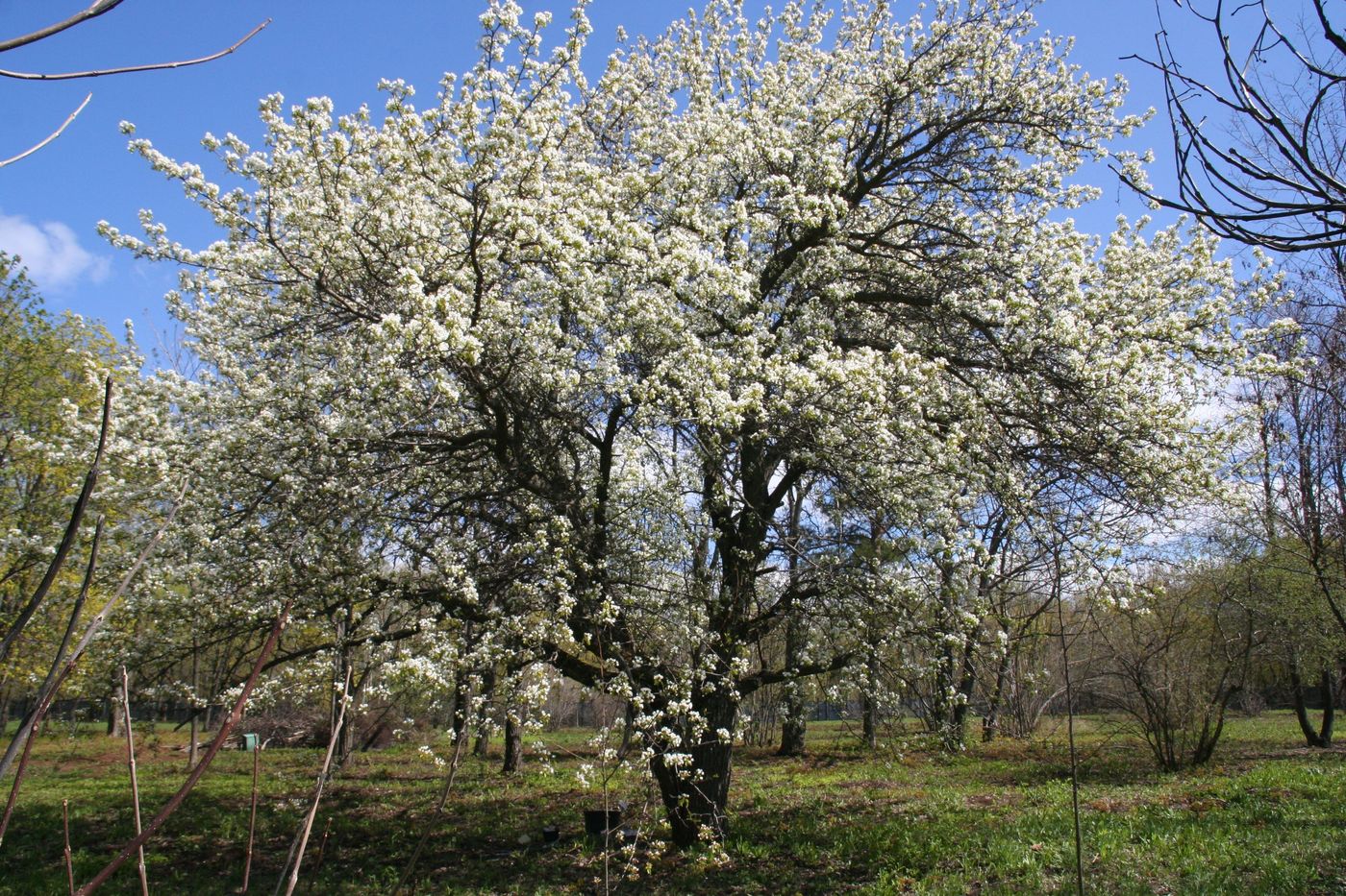 Изображение особи Pyrus ussuriensis.