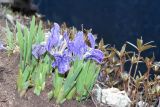 Iris kemaonensis