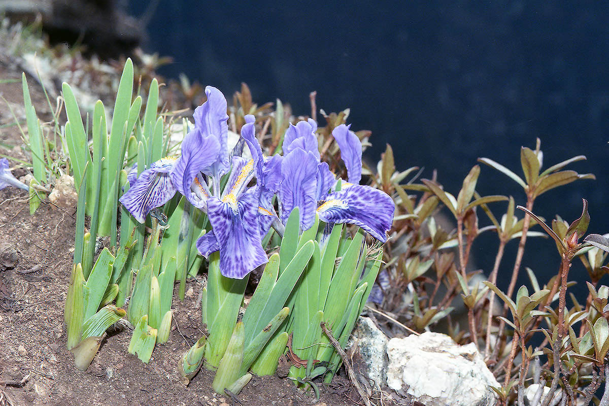 Image of Iris kemaonensis specimen.