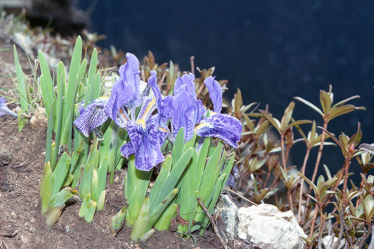 Изображение особи Iris kemaonensis.