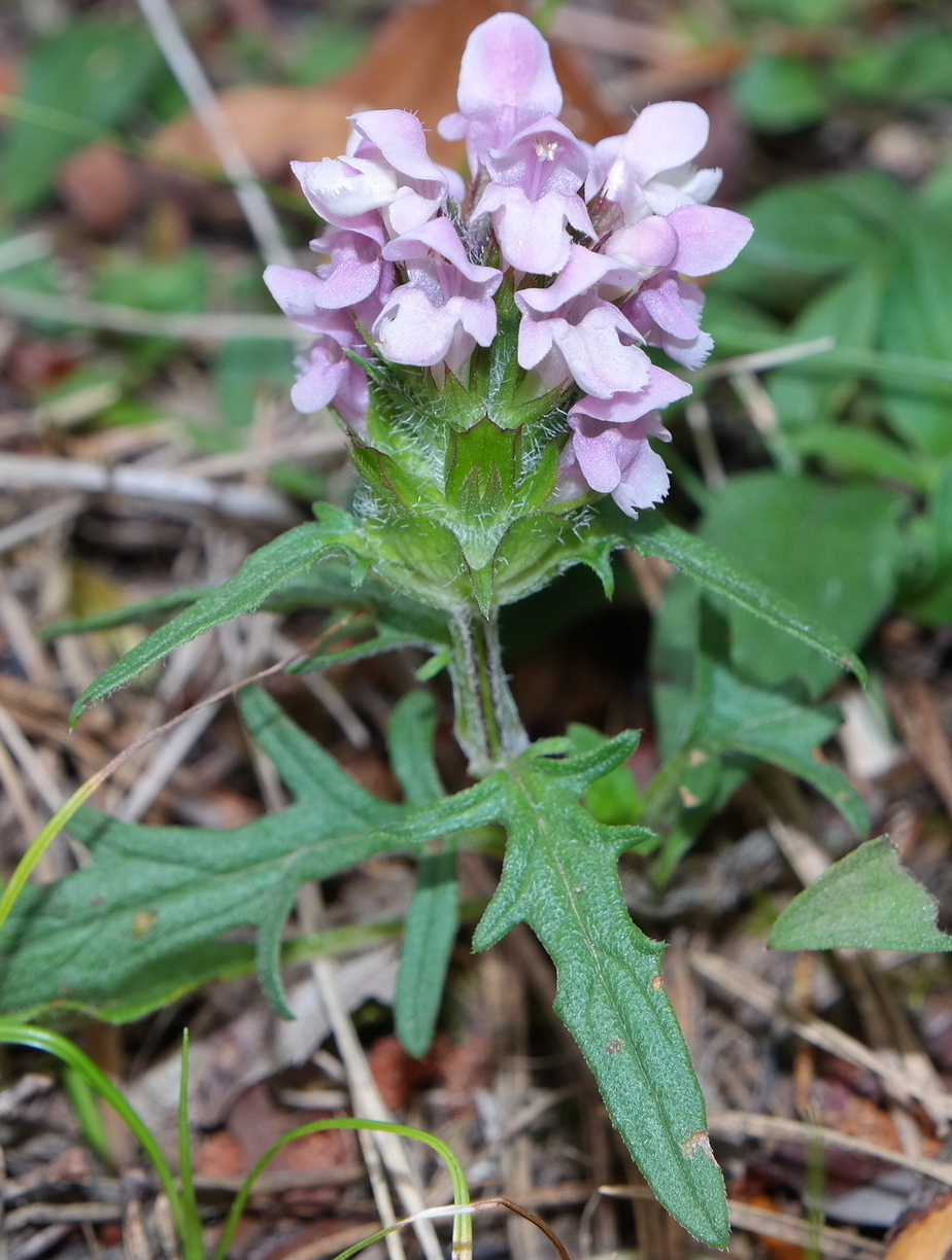 Изображение особи Prunella &times; dissecta.