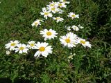 Pyrethrum corymbosum