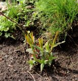 Hypericum ascyron