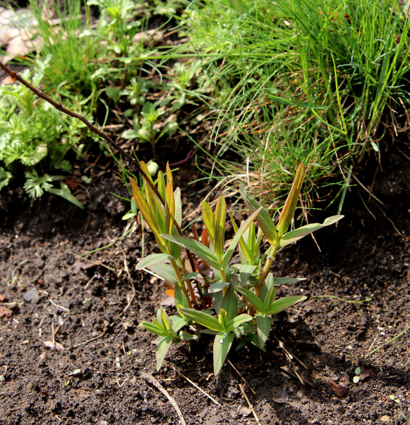 Image of Hypericum ascyron specimen.