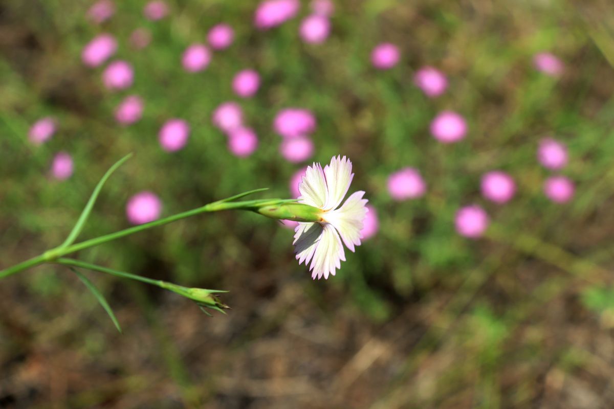 Image of Dianthus versicolor specimen.